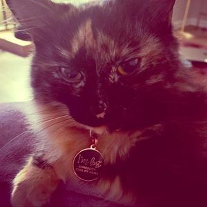 Meet your Posher, Haiycat